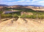 Bird On A Wire Marsanne 2018 (6 Bottles) Healesville - Image 2