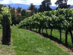 Bird On A Wire Marsanne 2018 (6 Bottles) Healesville - Image 3