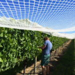 Corduroy Wines Adelaide Hills Semillon 2019 (12 Bottles) Adelaide Hills - Image 4