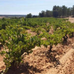Bodega San Pedro Regalado Embocadero Tempranillo 2019 (12 Bottles) Ribera del Duero, Spain - Image 3