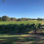 Tin Shed Grenache 2022 (6 Bottles) Barossa Valley, South Australia - Image 5