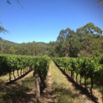 Corduroy Wines Adelaide Hills Semillon 2019 (12 Bottles) Adelaide Hills - Image 6