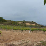 Diez Cabellero Crianza 2020 (12 Bottles) Rioja, Spain - Image 2