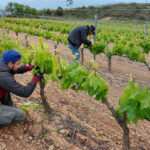 Diez Cabellero Crianza 2020 (12 Bottles) Rioja, Spain - Image 3