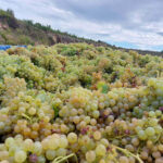 Diez Cabellero Crianza 2020 (12 Bottles) Rioja, Spain - Image 6