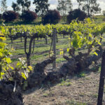 Tin Shed Grenache 2022 (6 Bottles) Barossa Valley, South Australia - Image 2