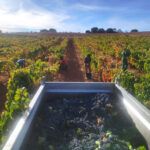 Bodega San Pedro Regalado Embocadero Tempranillo 2019 (12 Bottles) Ribera del Duero, Spain - Image 6