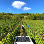 Weingut Dorli Muhr Carnuntum Blaufrankisch-Syrah 2019 (6 Bottles) Carnuntum, Austria - Image 4
