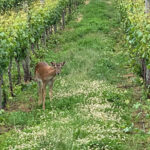 Dicey Bannockburn Riesling 2022 (6 Bottles) Bannockburn, Central Otago - Image 4