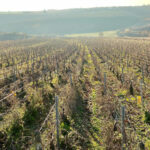 Domaine Gueguen Bourgogne Aligoté 2021 (6 Bottles) Burgundy, France - Image 6