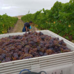 Gala Estate White Label Rosé 2023 (12 Bottles) Cranbrook, Tasmania - Image 2