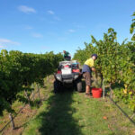 Gala Estate White Label Rosé 2023 (12 Bottles) Cranbrook, Tasmania - Image 3