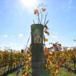 Hochkirch Edel Riesling Mildly Sweet 2020 (12 Bottles) Beechworth - Image 4