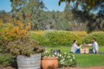 Shottesbrooke Estate Series Pinot Noir 2021 (6 Bottles) McLaren Flat, South Australia - Image 2
