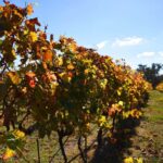 Hochkirch Edel Riesling Mildly Sweet 2020 (12 Bottles) Beechworth - Image 5