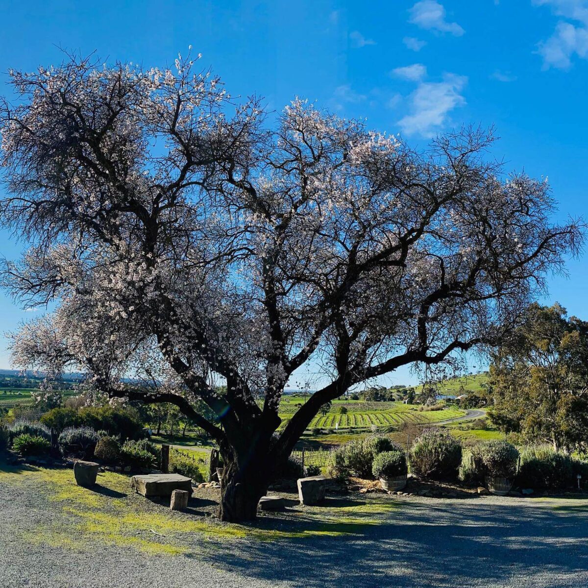 Bethany Wines First Village Chardonnay 2022 (12 Bottles) Barossa Valley - Image 5