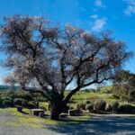 Bethany Wines First Village Chardonnay 2022 (12 Bottles) Barossa Valley - Image 5