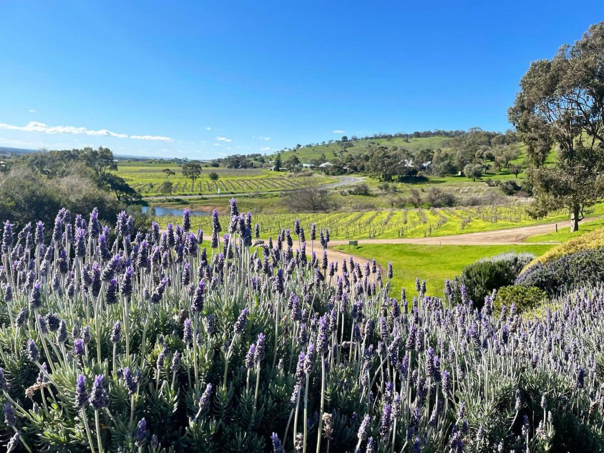 Bethany Wines First Village Chardonnay 2022 (12 Bottles) Barossa Valley - Image 6