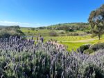 Bethany Wines First Village Chardonnay 2022 (12 Bottles) Barossa Valley - Image 6