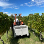 Fetherston 'Lily' Sparkling Sauvignon Blanc 2021 (12 Bottles) Yarra Valley - Image 3