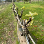 Fetherston 'Lily' Sparkling Sauvignon Blanc 2021 (12 Bottles) Yarra Valley - Image 2