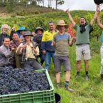 Commune of Buttons Basket Town White Chardonnay 2023 (6 Bottles) Adelaide Hills - Image 4