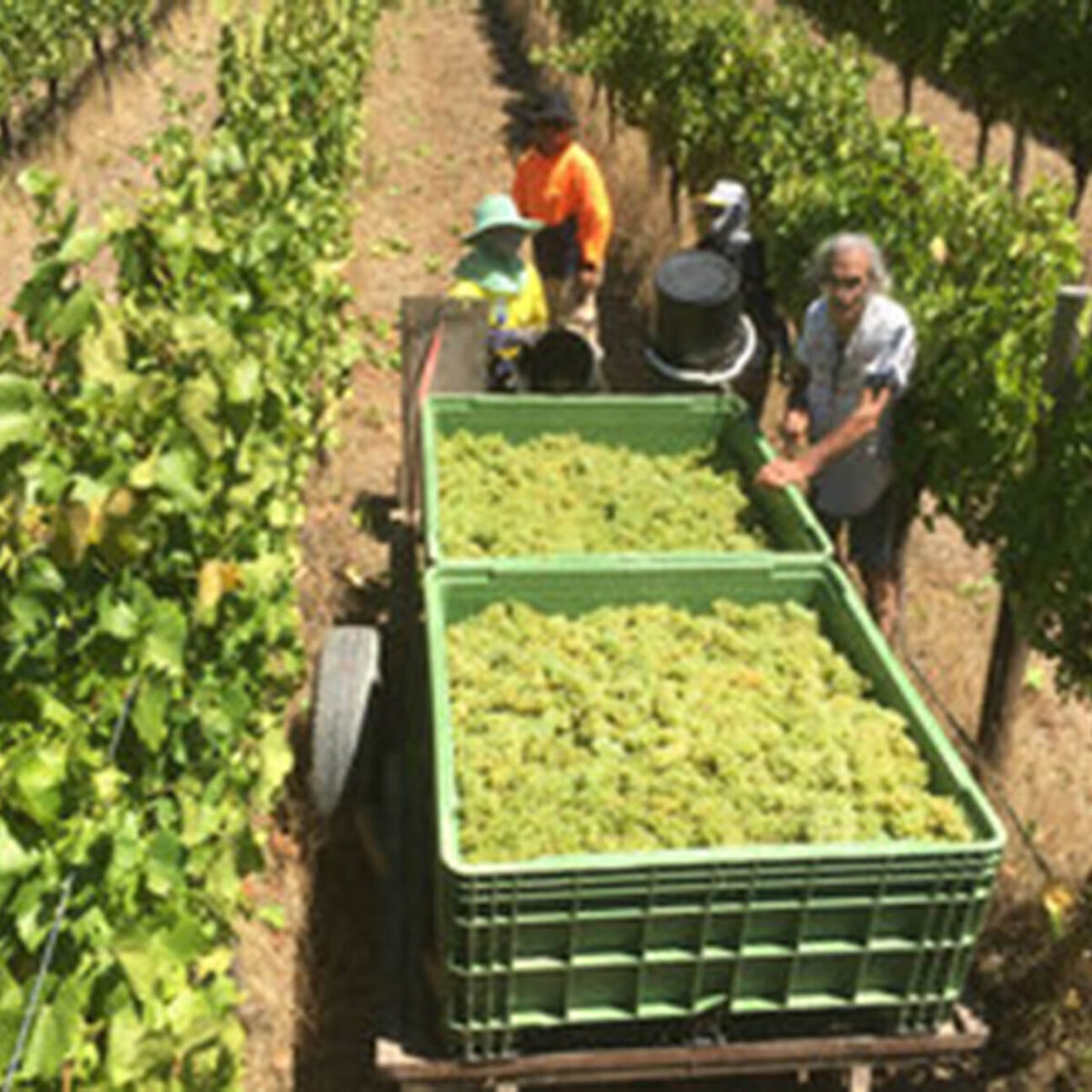 Commune of Buttons Basket Town White Chardonnay 2023 (6 Bottles) Adelaide Hills - Image 2
