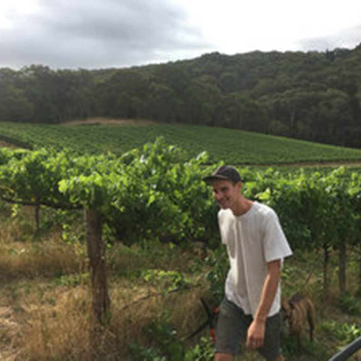 Commune of Buttons Basket Town White Chardonnay 2023 (6 Bottles) Adelaide Hills - Image 3