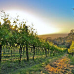 Main & Cherry Adelaide Hills 'Rosy Gris' Ramato Pinot Gris 2021 (12 Bottles) McLaren Vale - Image 6