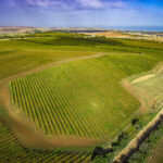Main & Cherry Adelaide Hills 'Rosy Gris' Ramato Pinot Gris 2021 (12 Bottles) McLaren Vale - Image 4