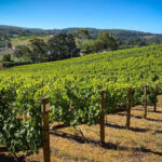 Main & Cherry Adelaide Hills 'Rosy Gris' Ramato Pinot Gris 2021 (12 Bottles) McLaren Vale - Image 5