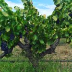 Brothers at War 2022 SINGLE VINEYARD EDEN VALLEY GRENACHE (6 Bottles) Barossa Valley - Image 5