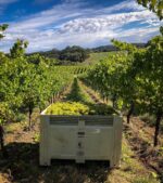 Frederick Stevenson Barbera 2021 (12 Bottles) Adelaide Hills - Image 6