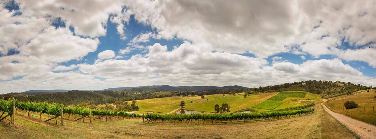 Punch Friends of Punch Pinot Noir (6 Bottles) Yarra Valley - Image 2
