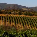 Jumping Juice Half Full Red 2023 (12 Bottles) Yarra Valley - Image 2