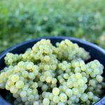 Arfion Full Moon Chardonnay 2021 (6 Bottles) Yarra Valley - Image 5