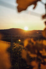 Cooke Brothers Single Vineyard Schoenthal Chardonnay 2022 (12 Bottles) Adelaide Hills - Image 2
