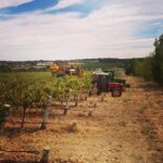 Curtis Family Vineyards Heritage MV Shiraz (12 Bottles) 92 Points McLaren Vale - Image 3