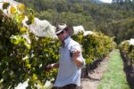 Payten and Jones Fot-li Vermut Rojo (6 Bottles) Yarra Valley - Image 4
