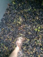 Payten and Jones Fot-li Vermut Rojo (6 Bottles) Yarra Valley - Image 5