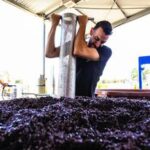 2021 La Petite Vanguard Grenache (12 Bottles) McLaren Vale - Image 6