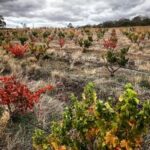 2021 La Petite Vanguard Grenache (12 Bottles) McLaren Vale - Image 5