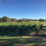 Tin Shed Lazy Arvo Grenache 2022 (12 Bottles) Barossa Valley, SA - Image 5