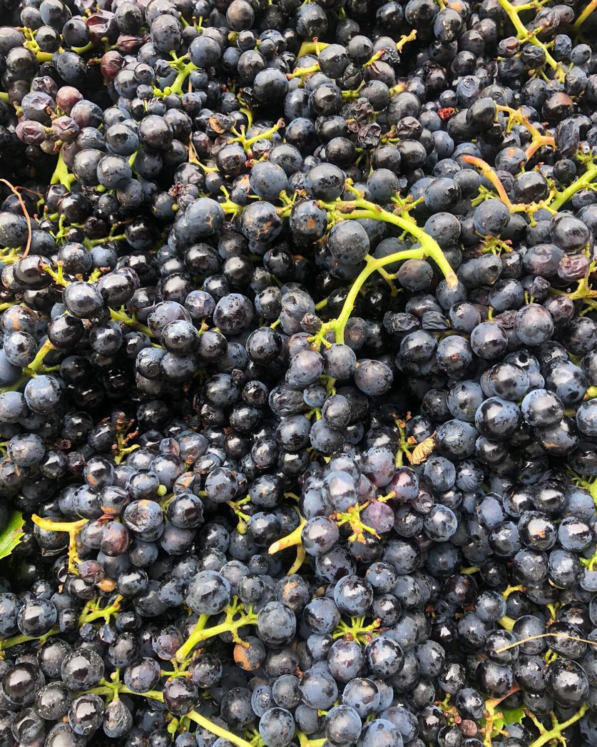 Matanzas Creek Chardonnay 2019 (6 Bottles) Alexander Valley, California - Image 3