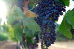 Matanzas Creek Chardonnay 2019 (6 Bottles) Alexander Valley, California - Image 9