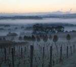 In Praise of Shadows Impossible Shapes Shiraz (12 Bottles) McLaren Vale, South Australia - Image 8
