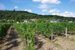 Domaine Bernard Baudry Chinon La Croix Boissée 2019 (6 Bottles) Loire Valley, France - Image 6
