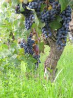Domaine Bernard Baudry Chinon La Croix Boissée 2019 (6 Bottles) Loire Valley, France - Image 8