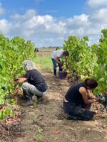 Domaine Bernard Baudry Chinon La Croix Boissée 2019 (6 Bottles) Loire Valley, France - Image 3