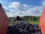 Domaine Bernard Baudry Chinon La Croix Boissée 2019 (6 Bottles) Loire Valley, France - Image 2